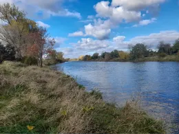 Saale (Nienburg/Saale)-2