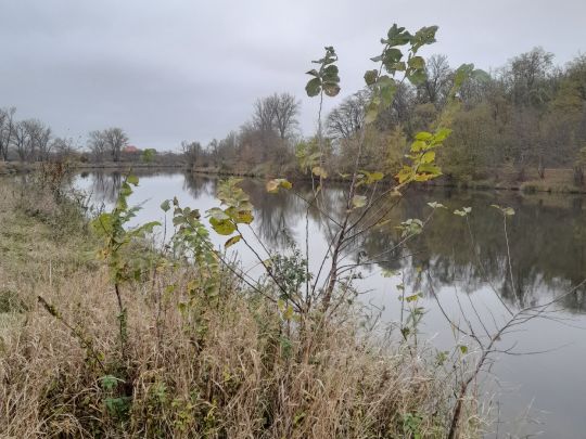 Saale (Nienburg/Saale)-4