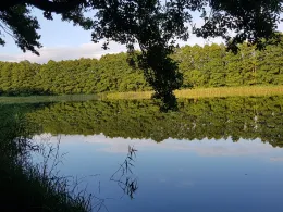 Wolfskuhlsee (Waren)-1