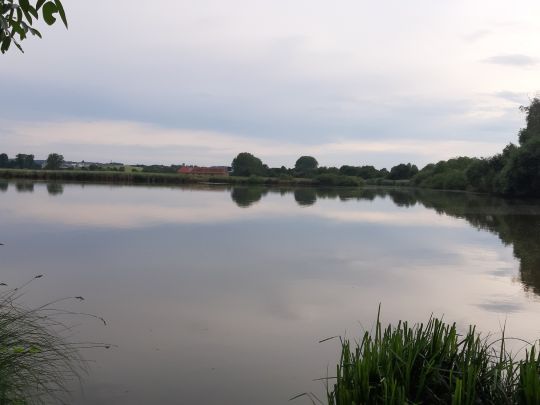 Reinheimer Teich angeln