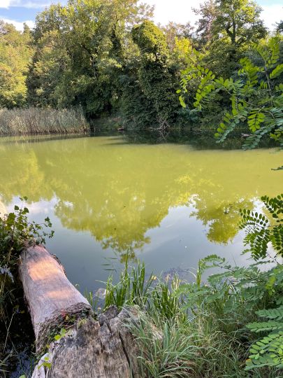 Dornbuschsee (Bralitz)-3