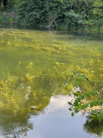 Dornbuschsee (Bralitz)-1