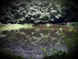 Silberhüttenteich (Blankenburg)-1