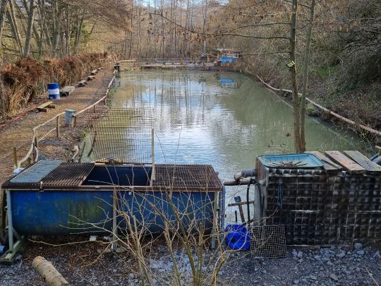 Teichanlage am Dobergsbach-2