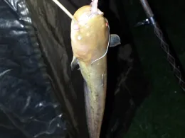 Mäuseturmteich (Bakum)