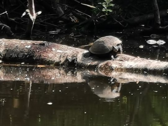 Mäuseturmteich (Bakum)-4