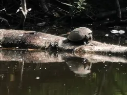 Mäuseturmteich (Bakum)-4