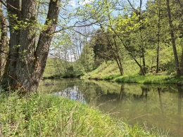 Schwarze Laber (Beratzhausen)-1