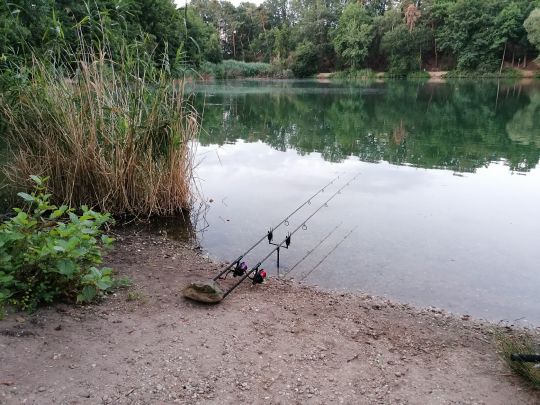 Staudenweiher (Kelsterbach) angeln