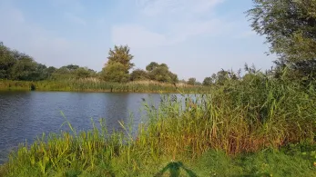 Prester See (Magdeburg)-1