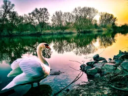 Stockstadt-Erfelder Altrhein