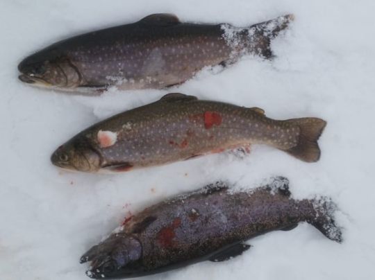 Angelteich Gröningsgarten-3