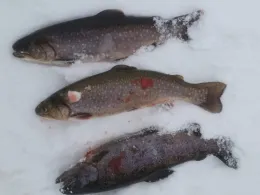 Angelteich Gröningsgarten-3