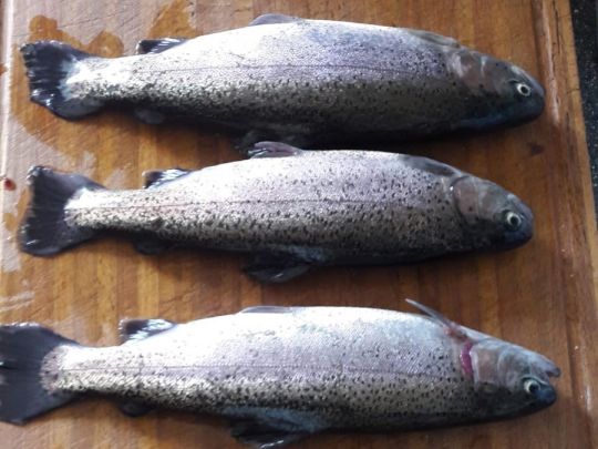 Angelteich Gröningsgarten-4