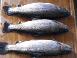 Angelteich Gröningsgarten-4