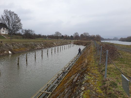 Main (Karlstein am Main)-3