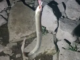 Weser (Hessisch Oldendorf)-2