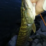 Rhein (Lampertheim)-2