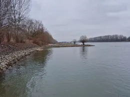 Rhein (Lampertheim)-1