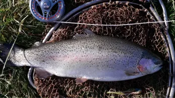 Hälteranlage Zschorna-4