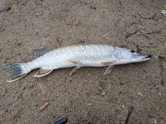 Natursee Pirna-Copitz-2