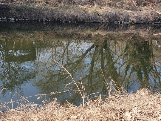 Weiße Elster (Leipzig-Knautkleeberg)-1