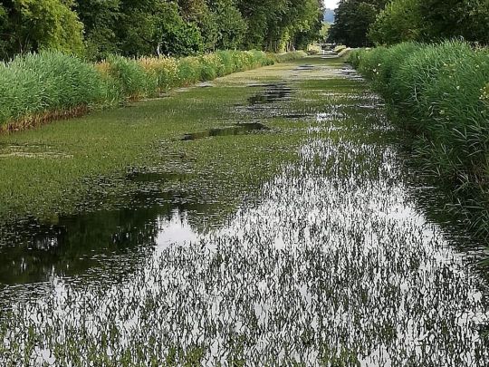 Ludwig-Donau-Main-Kanal (Berg bei Neumarkt)-3