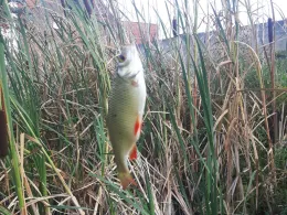 Schulteich (Trebbichau)-1