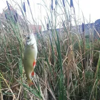 Schulteich (Trebbichau)-2