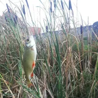 Schulteich (Trebbichau)-3