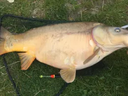 Schulteich (Trebbichau)