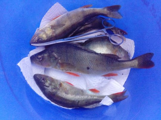 Amper (Olching)