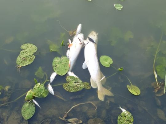 Wassensdorfer Schöpfwerk-2