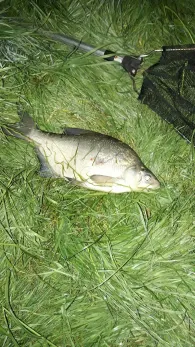 Rothenspieker (Hemmerdeich)-3