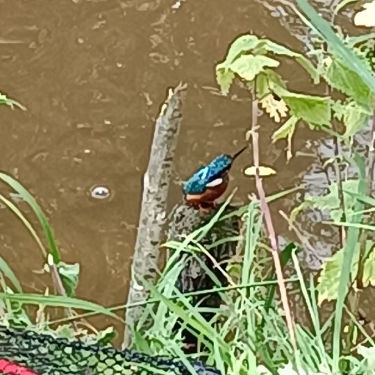 Rothenspieker (Hemmerdeich)-1