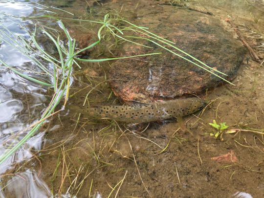 Storvindeln (Grannäs)-1