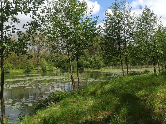 Trenkelhofer Teich-4