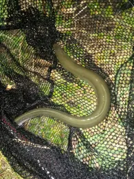 Stadtparkteich (Wilhelmshaven)-2