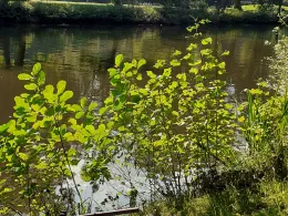 Stadtparkteich (Wilhelmshaven)-3