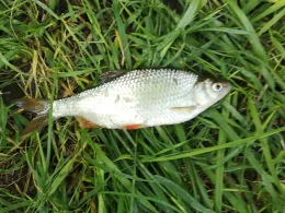 Stadtparkteich (Wilhelmshaven)-4