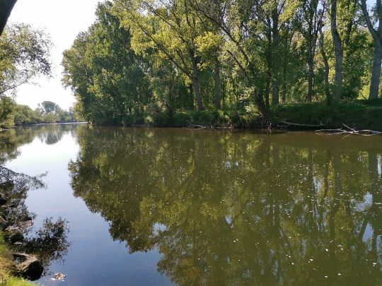 Sieg (Troisdorf-Bergheim)-3