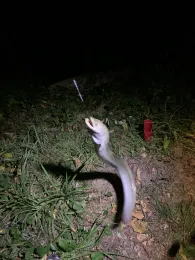 Polizeiweiher (Kandel)