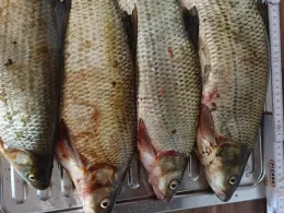 Neckar (Ilvesheim-Seckenheim)