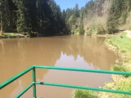 Waldsee Böhringen-1