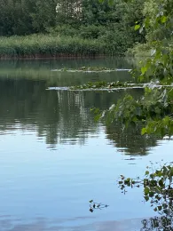 Kurtsteich (Wernigerode)