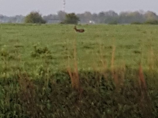 Südliches Verbindungstief (Hooksiel)-3