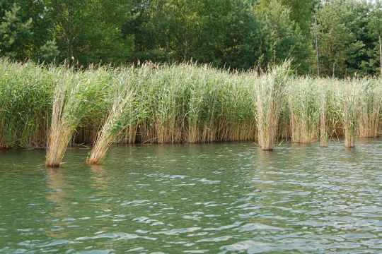 Blauer See (Burgkemnitz)-1