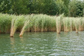 Blauer See (Burgkemnitz)-1