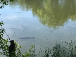 Teich Kleintauschwitz-2