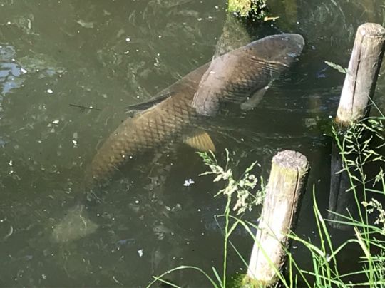 Teich Kleintauschwitz-3
